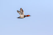 Common Pochard (Aythya ferina) Male in flight against a blue sky in spring, Danube Delta, Romania