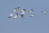 Great White Pelican (Pelecanus onocrotalus) Group in flight against a blue sky in spring, Danube Delta, Romania