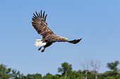 White-tailed Eagle (Haliaeetus albicilla) Adult in flight against a blue sky in spring, Danube Delta, Romania