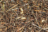 Fourmi des bois (Formica rufa) multitude de fourmis sur le sommet de la fourmilière s'activant au transport de nourriture et matériaux au printemps, Forêt de Marbache, Lorraine, France