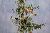 Carrion crow (Corvus corone) Couple on their nest at the top of a spruce tree in spring, Country garden, Lorraine, France