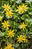 Fig buttercup (Ranunculus ficaria) Group of flowers seen from above in spring, Country garden, Lorraine, France