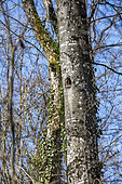 Black Woodpecker (Dryocopus martius) nesting cavity dug in a beech tree in spring, Forest of Marbache, Lorraine, France