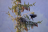 Carrion crow (Corvus corone) Arrival of an adult at the nest on top of a spruce tree in spring, Country garden, Lorraine, France