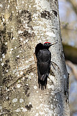 Black Woodpecker (Dryocopus martius) Male at the entrance to one of her nesting cavities dug in a beech tree in spring, Forest of Marbache, Lorraine, France