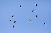 Black Kite (Milvus migrans) and Red Kite (Milvus milvus) Group in flight against a blue sky in an updraft in springtime, Surroundings of Marbache, Lorraine, France