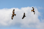 Black Kite (Milvus migrans) and Common Crow (Corvus coroe) chasing each other in flight over a compost heap in spring, together with a Red Kite (Milvus milvus), Near Marbache, Lorraine, France