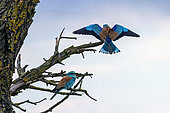European Roller (Coracias garrulus) Pair in breeding plumage on a tree in the countryside in spring, Danube Delta, Romania