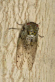 Cicada (Yanga pulverea) on the bark of a tree trunk, Andasibe (Périnet), Alaotra-Mangoro Region, Madagascar