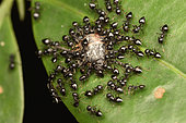 Ants (Formicidae sp) attacking a dead insect, Andasibe (Périnet), Alaotra-Mangoro Region, Madagascar