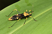 Assassin bug (Reduviidae sp) on a leaf, Andasibe (Périnet), Alaotra-Mangoro Region, Madagascar