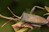 Leaf-footed Bug (Anoplocnemis madagascariensis) on a leaf, Andasibe (Périnet), Alaotra-Mangoro Region, Madagascar