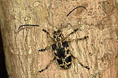 Flat-faced longhorn beetle (Phryneta marmorea) on the bark of a tree trunk, Andasibe (Périnet), Alaotra-Mangoro Region, Madagascar