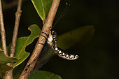 Owfly (Ascalaphus festivus) Gravid Imago on a branch, Andasibe (Périnet), Alaotra-Mangoro Region, Madagascar