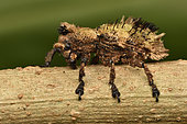 Hairy Weevil (Lithinus sepidioides), waxy covering that look like hairs, Andasibe (Périnet), Alaotra-Mangoro Region, Madagascar