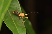 Assassin bug (Reduviidae sp) on a leaf, Andasibe (Périnet), Alaotra-Mangoro Region, Madagascar