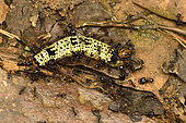 Madagascan sunset moth (Chrysiridia rhipheus) caterpillar attacked by ants, Andasibe (Périnet), Région Alaotra-Mangoro, Madagascar