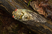 Cicada (Yanga pulverea) on a dead branche in forest, Andasibe (Périnet), Alaotra-Mangoro Region, Madagascar