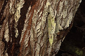Sheath of a Bagworm moths caterpillar, a moth of the Psychidae family, made of silk and plant parts, Andasibe (Périnet), Alaotra-Mangoro Region, Madagascar