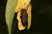 Moth (Lechriolepis tapiae) Mating on the female's cocoon, the male is darker, Nocturnal imago, Andasibe (Périnet), Alaotra-Mangoro Region, Madagascar