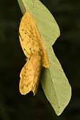Moth (Lechriolepis tapiae)
