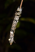 Madagascar wild silkworm (Borocera cajani) silk species, nocturnal imago, Andasibe (Périnet), Alaotra-Mangoro Region, Madagascar