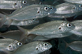 Axillary seabream (Pagellus acarne), Tenerife. Fish of the Canary Islands.