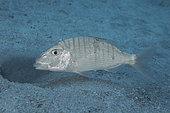 Striped seabream (Lithognathus mormyrus) scouring the seabed to find small invertebrates that it feeds on.. Fish of the Canary Islands, Tenerife.