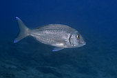 Common seabream (Pagrus pagrus), Tenerife. Fish of the Canary Islands.
