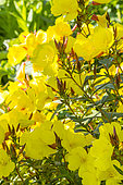Evening primerose Oenothera 'Penelope Hobhouse', flowers