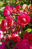 Rosa 'Anadia' Breeder : Meilland (FRA) 2000