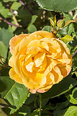 Rosa 'Orientalia' Breeder : Carruth (USA) 2007