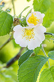 Harsh downy-rose (Rosa tomentosa) flowers