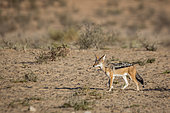 Black backed jackal (Canis mesomelas) walking in arid land in Kgalagadi transfrontier park, South Africa