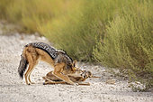 Chacal à chabraque (Canis mesomelas) tuant un jeune Springbok, Parc transfrontalier de Kgalagadi, Afrique du Sud.