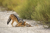 Black backed jackal (Canis mesomelas) killing a baby springbok in Kgalagadi transfrontier park, South Africa