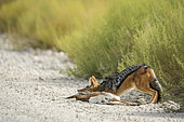 Black backed jackal (Canis mesomelas) killing a baby springbok in Kgalagadi transfrontier park, South Africa