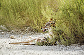 Black backed jackal (Canis mesomelas) protecting his prey in Kgalagadi transfrontier park, South Africa