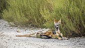 Black backed jackal (Canis mesomelas) protecting his prey in Kgalagadi transfrontier park, South Africa