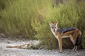 Black backed jackal (Canis mesomelas) protecting his prey in Kgalagadi transfrontier park, South Africa