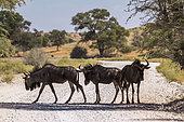 Three Blue wildebeest (Connochaetes taurinus) standing in dirt road in Kgalagadi transfrontier park, South Africa