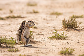 Cape ground squirrel (Xerus inauris) eating seed in dry land in Kgalagadi transfrontier park, South Africa