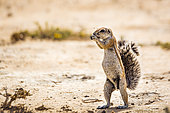 Cape ground squirrel (Xerus inauris) eating seed in dry land in Kgalagadi transfrontier park, South Africa