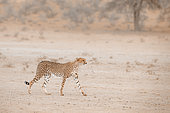 Cheetah (Acinonyx jubatus) walking in sand storm in Kgalagadi transfrontier park, South Africa