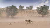 Cheetah (Acinonyx jubatus) walking in sand storm in Kgalagadi transfrontier park, South Africa