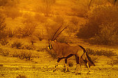 South African Oryx (Oryx gazella) walking at sunset in Kgalagadi transfrontier park, South Africa