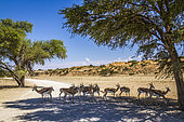 Springbok (Antidorcas marsupialis) herd in safari road in Kgalagari transfrontier park, South Africa