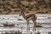 Springbok (Antidorcas marsupialis) male under rain in Kgalagari transfrontier park, South Africa