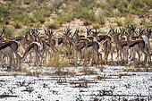 Springbok (Antidorcas marsupialis) herd under rain in Kgalagari transfrontier park, South Africa