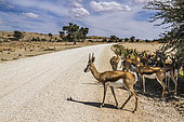 Springbok (Antidorcas marsupialis) group standing in tree shadow on safari road in Kgalagari transfrontier park, South Africa